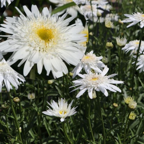 Leucanthemum superbum 'Wirral Supreme' - Suureõieline härjasilm 'Wirral Supreme' P9/0,55L 
